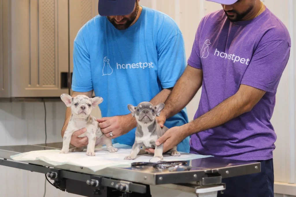 Two HonestPet team members with French Bulldog puppies